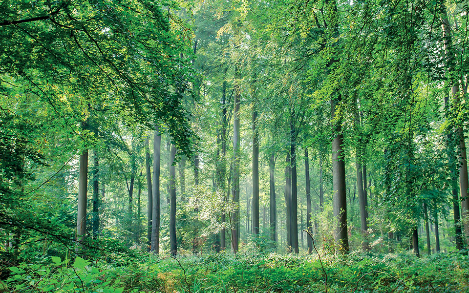 WIE WIR UNSEREN CO2-FUßABDRUCK SENKEN?